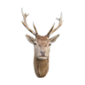 Deer head hunting trophy 12 horns