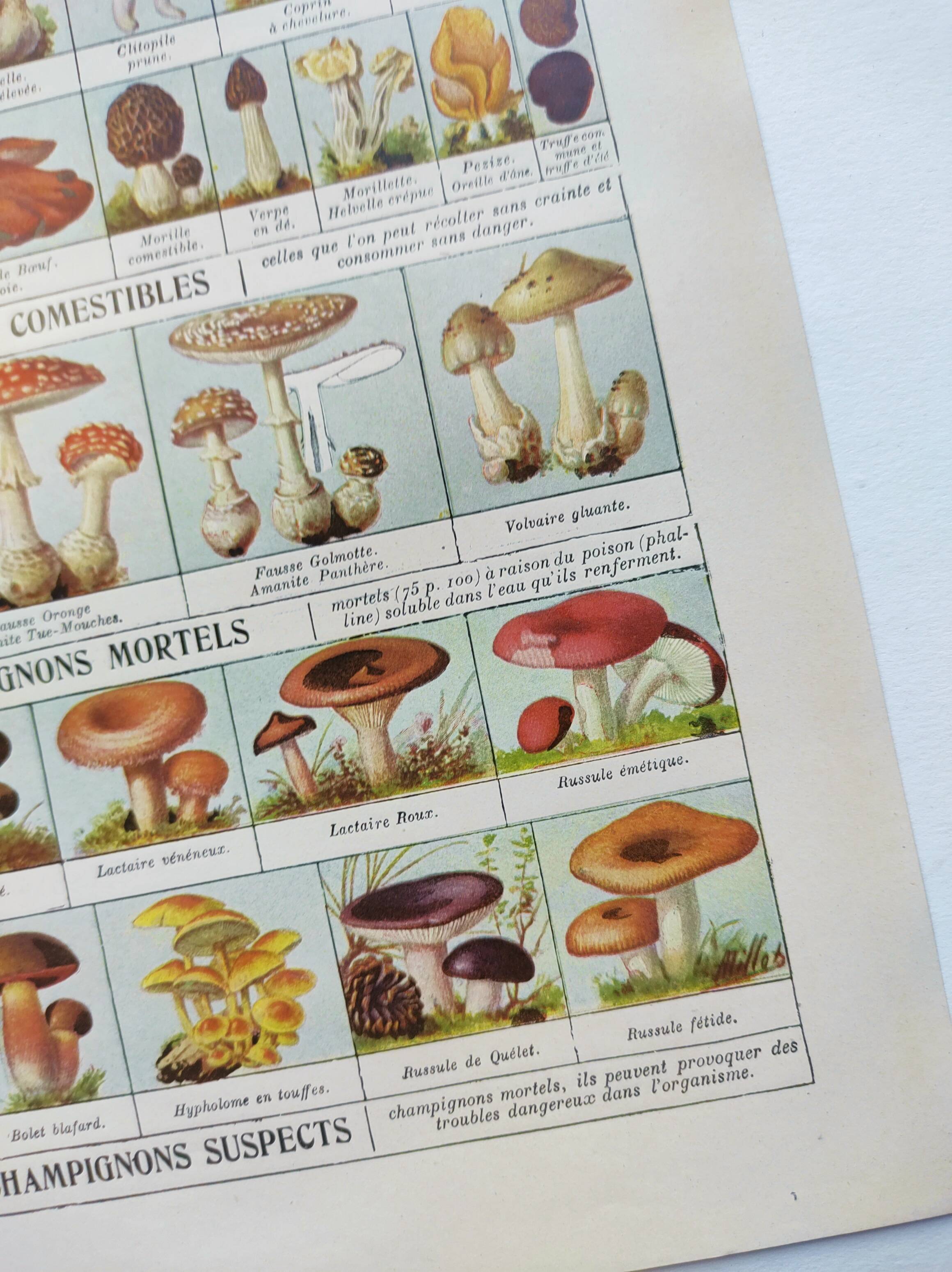 Old engraving from 1920 - Mushrooms - Original plate - mycology