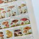 Old engraving from 1920 - Mushrooms - Original plate - mycology