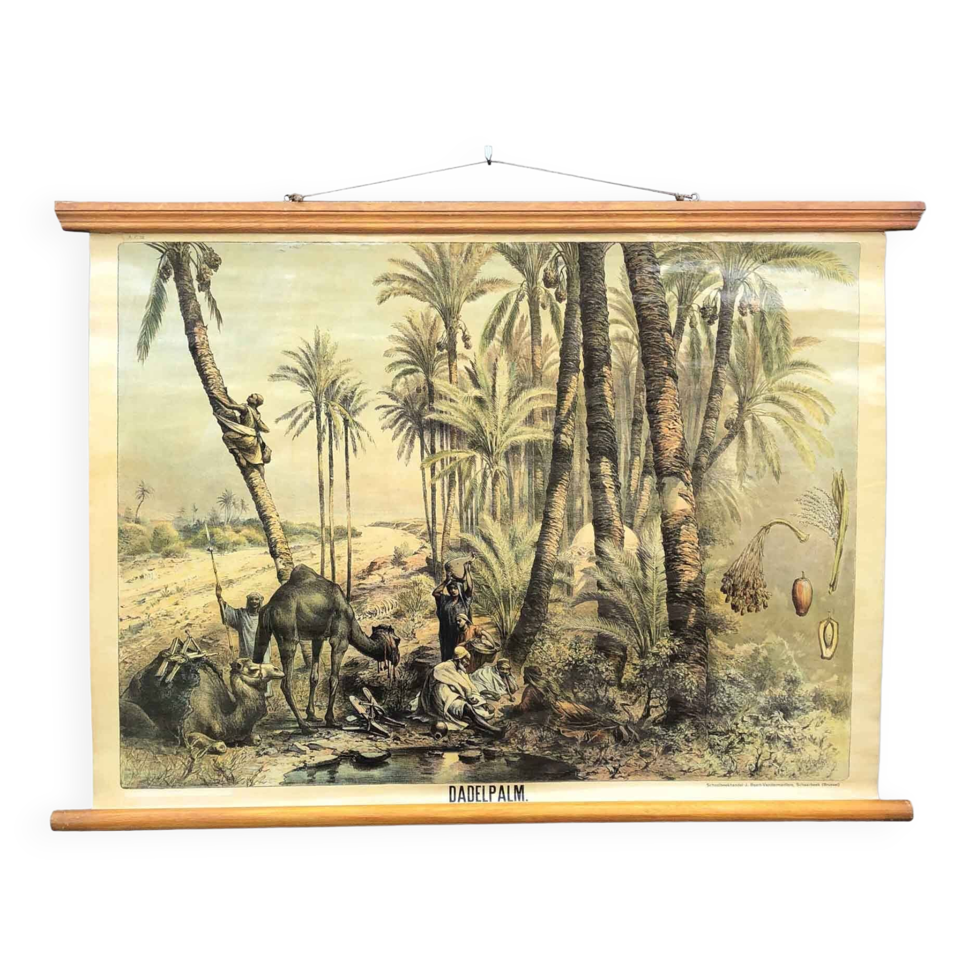 Vintage Poster of Date Palms, Tropics, 1950s