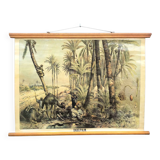 Vintage Poster of Date Palms, Tropics, 1950s