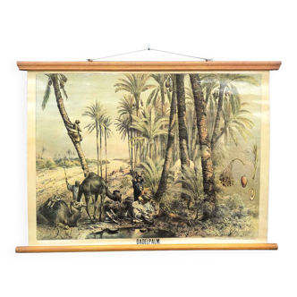 Affiche vintage de palmiers dattiers, Tropiques, 1950