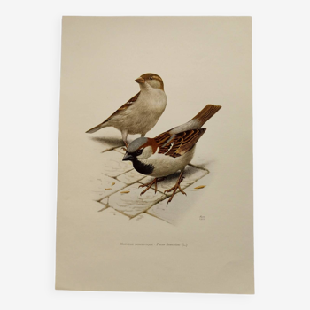 Planche oiseaux Années 60 - Moineau Domestique - Illustration animal vintage