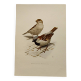Planche oiseaux Années 60 - Moineau Domestique - Illustration animal vintage