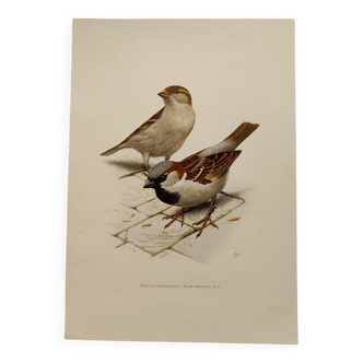 Bird board 60s - House Sparrow - Vintage animal illustration