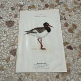 Gravure botanique ancienne planche naturaliste 1903