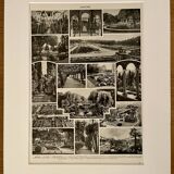 Lithograph on gardens (ornamental trees) - 1930 (cedar of Lebanon)
