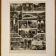Lithograph on gardens (ornamental trees) - 1930 (cedar of Lebanon)