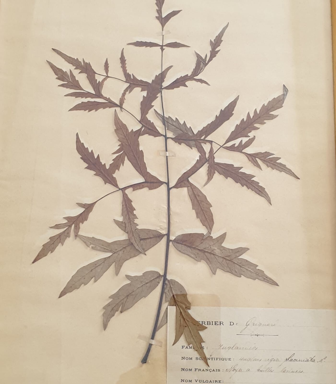 Herbarium boards late 19th