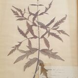 Herbarium boards late 19th