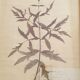 Herbarium boards late 19th