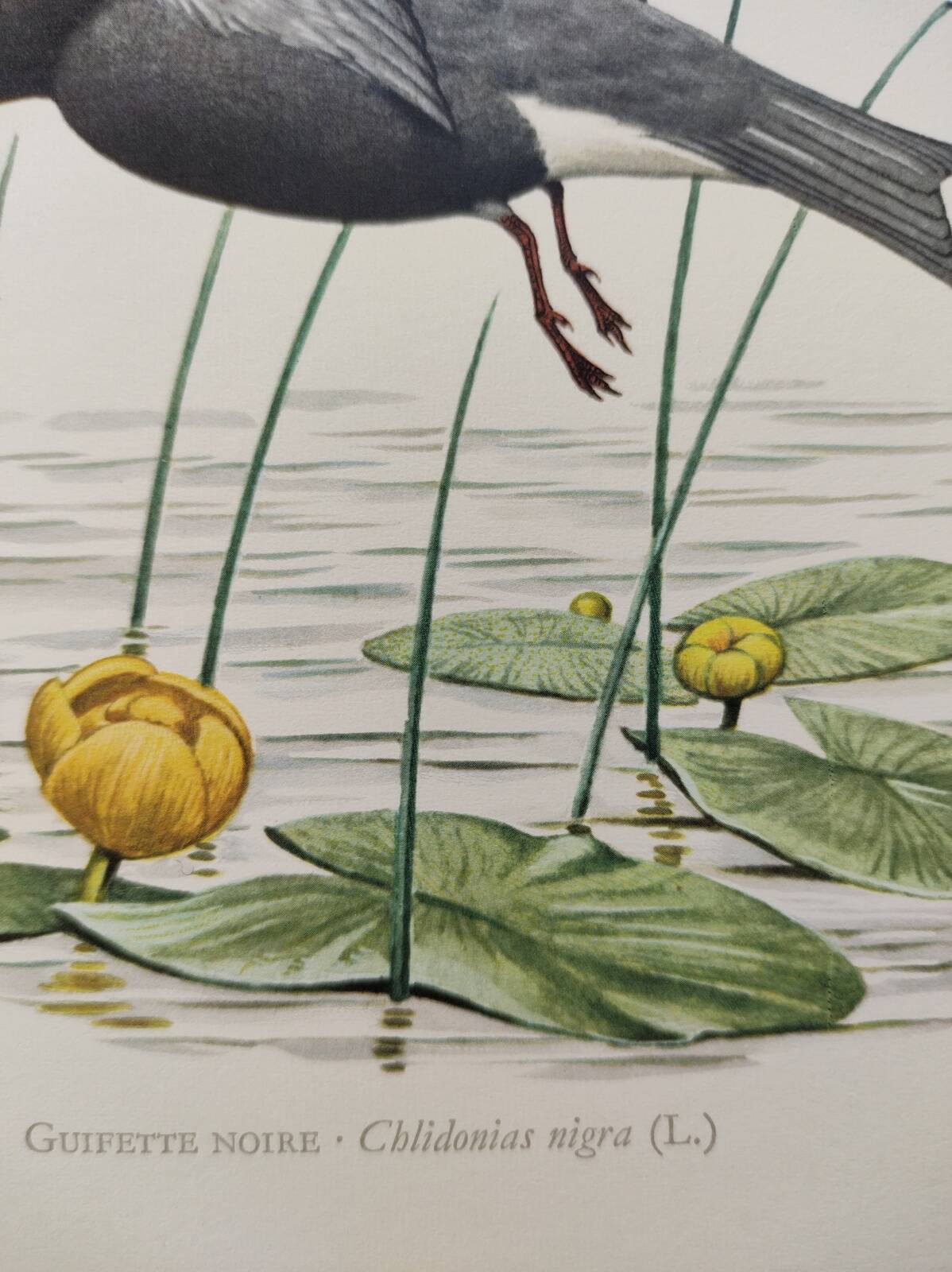 Bird illustration from the 1960s - Black Tern - Vintage zoological and ornithological board