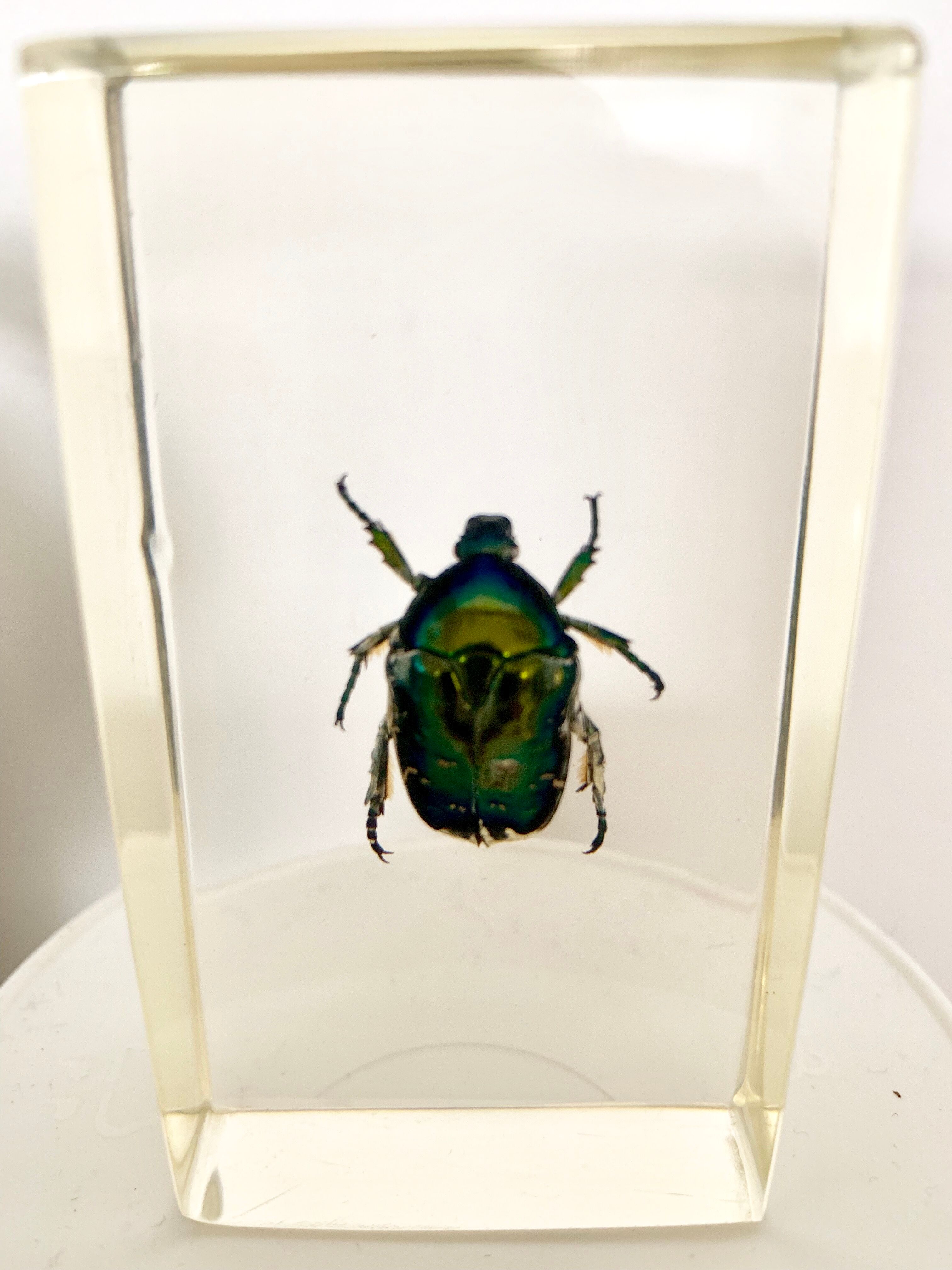 Pack of 3 insect inclusions