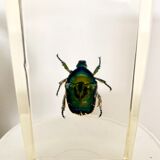 Pack of 3 insect inclusions