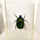 Pack of 3 insect inclusions