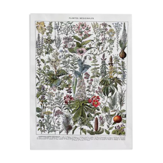 Ancient illustration "medicinal plants"