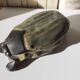 Pierrefonds sandstone beetle box
