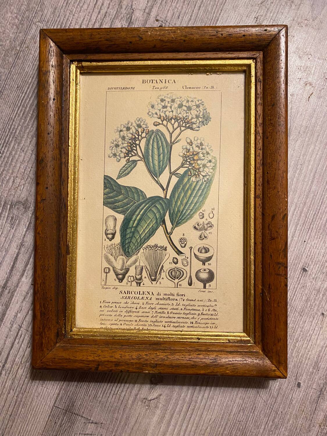 Botanical poster