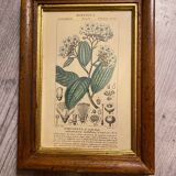 Botanical poster