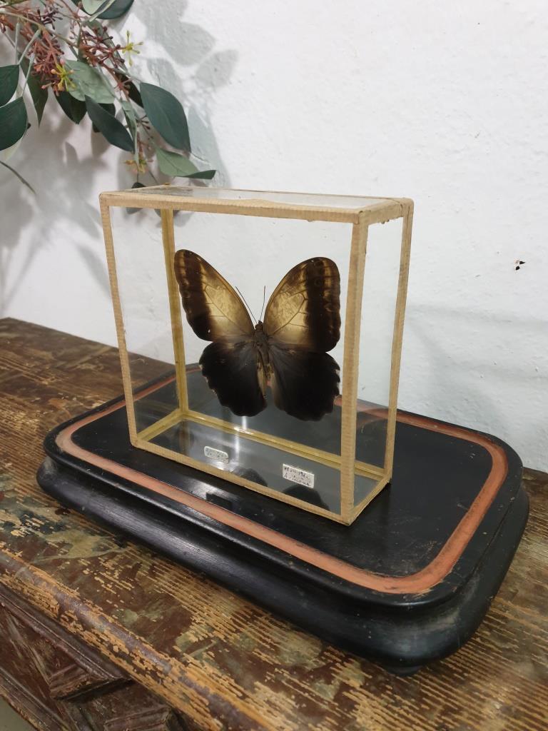 Butterfly entomology box