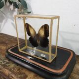 Butterfly entomology box