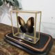 Butterfly entomology box