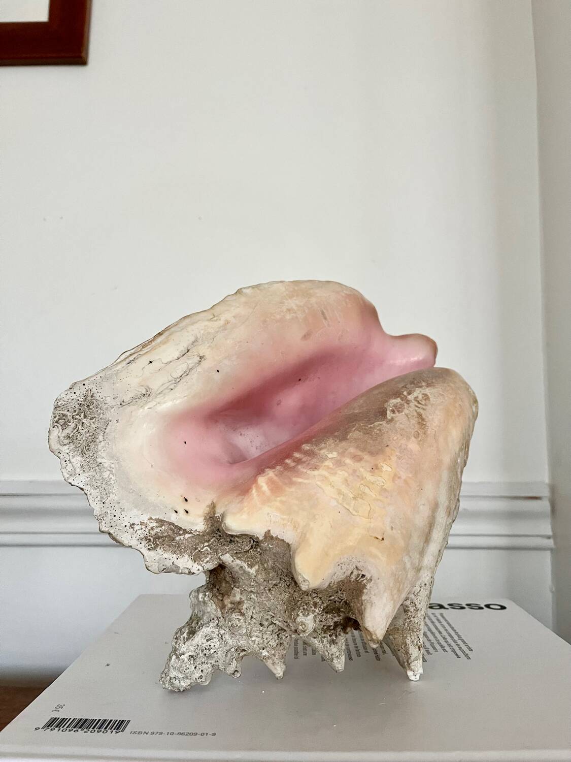 Conch shell