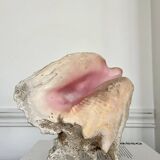 Conch shell