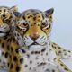 Large porcelain sculpture pair of leopards Italy 1970s Ronzan style