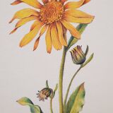 Planche botanique Arnica