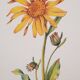 Planche botanique Arnica