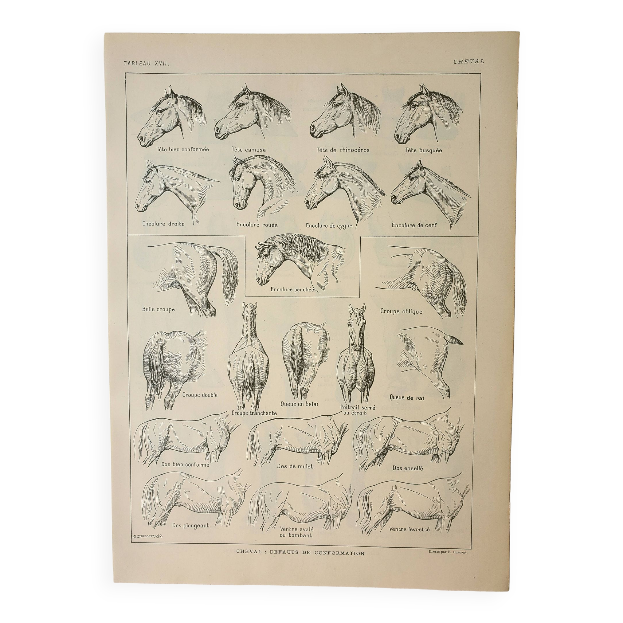 Old engraving 1922, Horse, conformation, anatomy, stable • Lithograph, Original plate