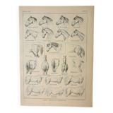 Old engraving 1922, Horse, conformation, anatomy, stable • Lithograph, Original plate