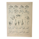 Old engraving 1922, Horse, conformation, anatomy, stable • Lithograph, Original plate