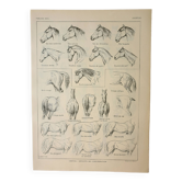 Gravure ancienne 1922, Cheval, conformation, anatomie, écurie • Lithographie, Planche originale