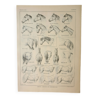 Gravure ancienne 1922, Cheval, conformation, anatomie, écurie • Lithographie, Planche originale
