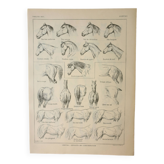 Old engraving 1922, Horse, conformation, anatomy, stable • Lithograph, Original plate