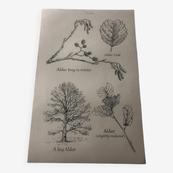 Oak botanical poster