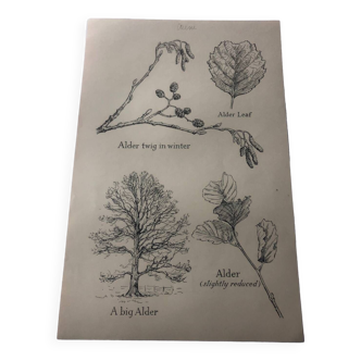 Oak botanical poster