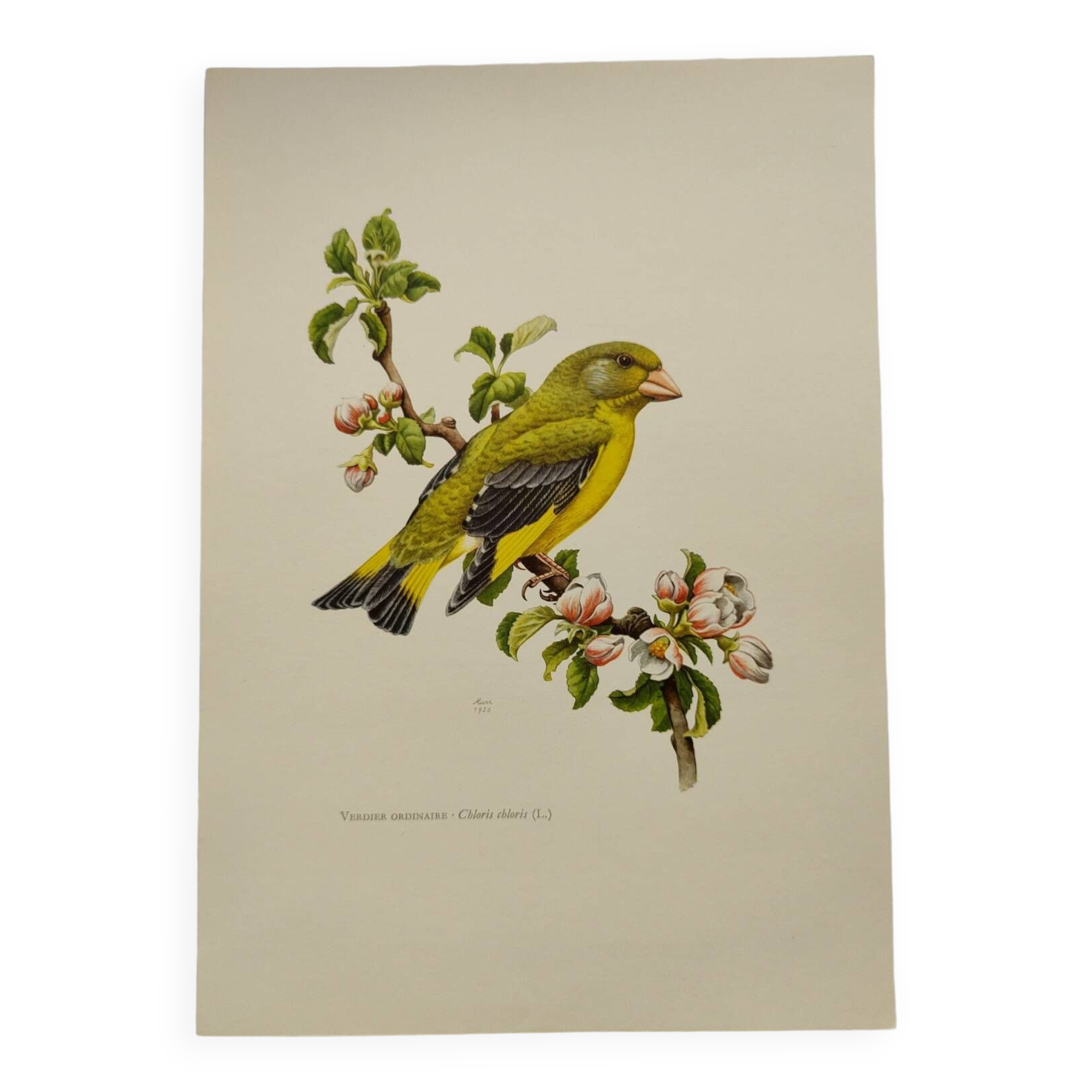 Bird board 60s - Ordinary Greenfinch - Vintage ornithological illustration