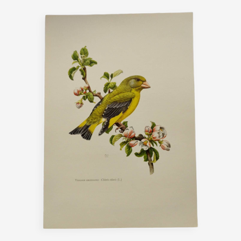 Bird board 60s - Ordinary Greenfinch - Vintage ornithological illustration