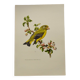Bird board 60s - Ordinary Greenfinch - Vintage ornithological illustration