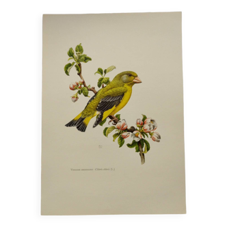 Bird board 60s - Ordinary Greenfinch - Vintage ornithological illustration