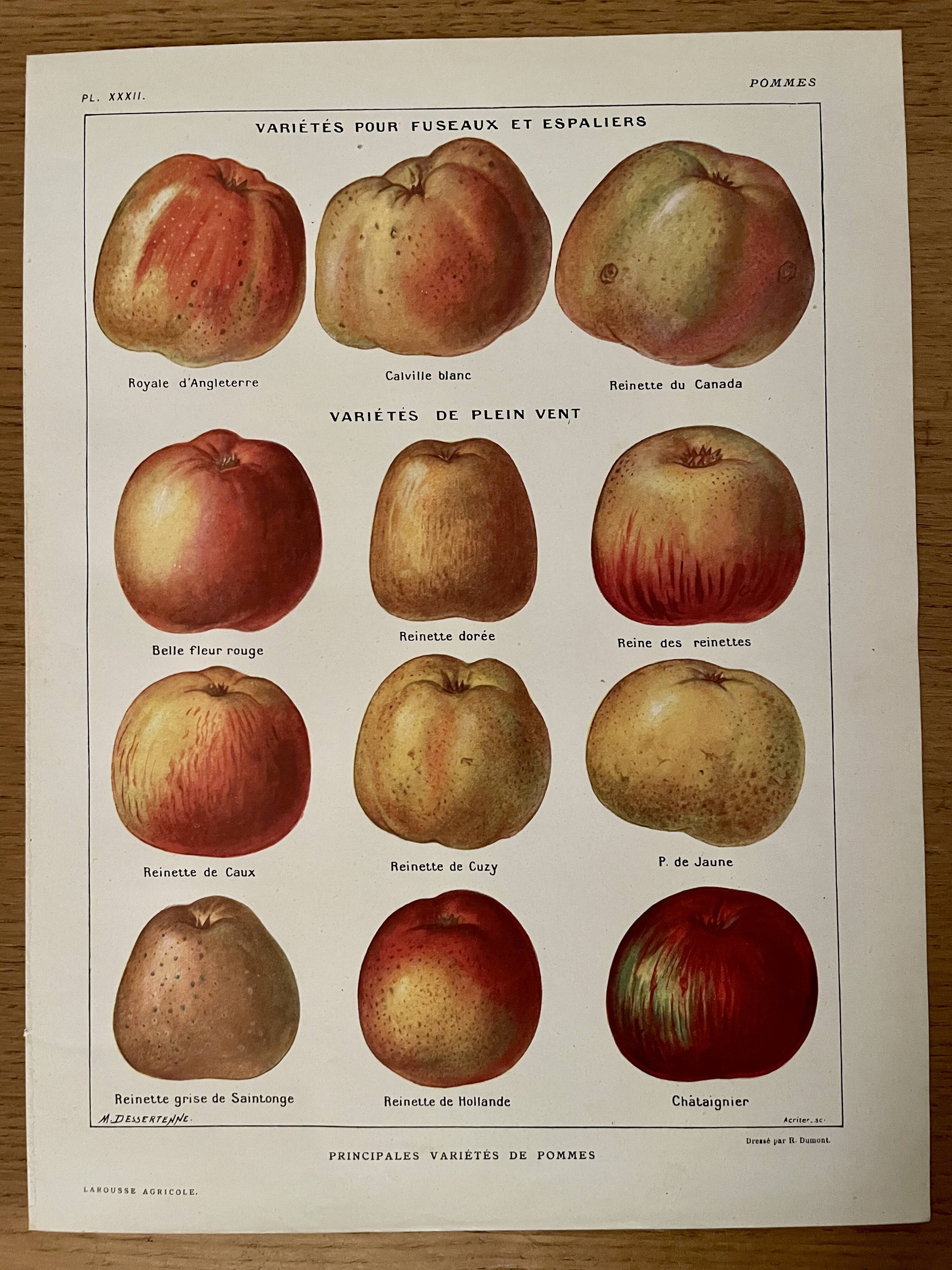 Lithograph on apples - 1920