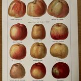 Lithograph on apples - 1920