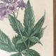 Botanical posters, flower and lemon lithographs, metal frame