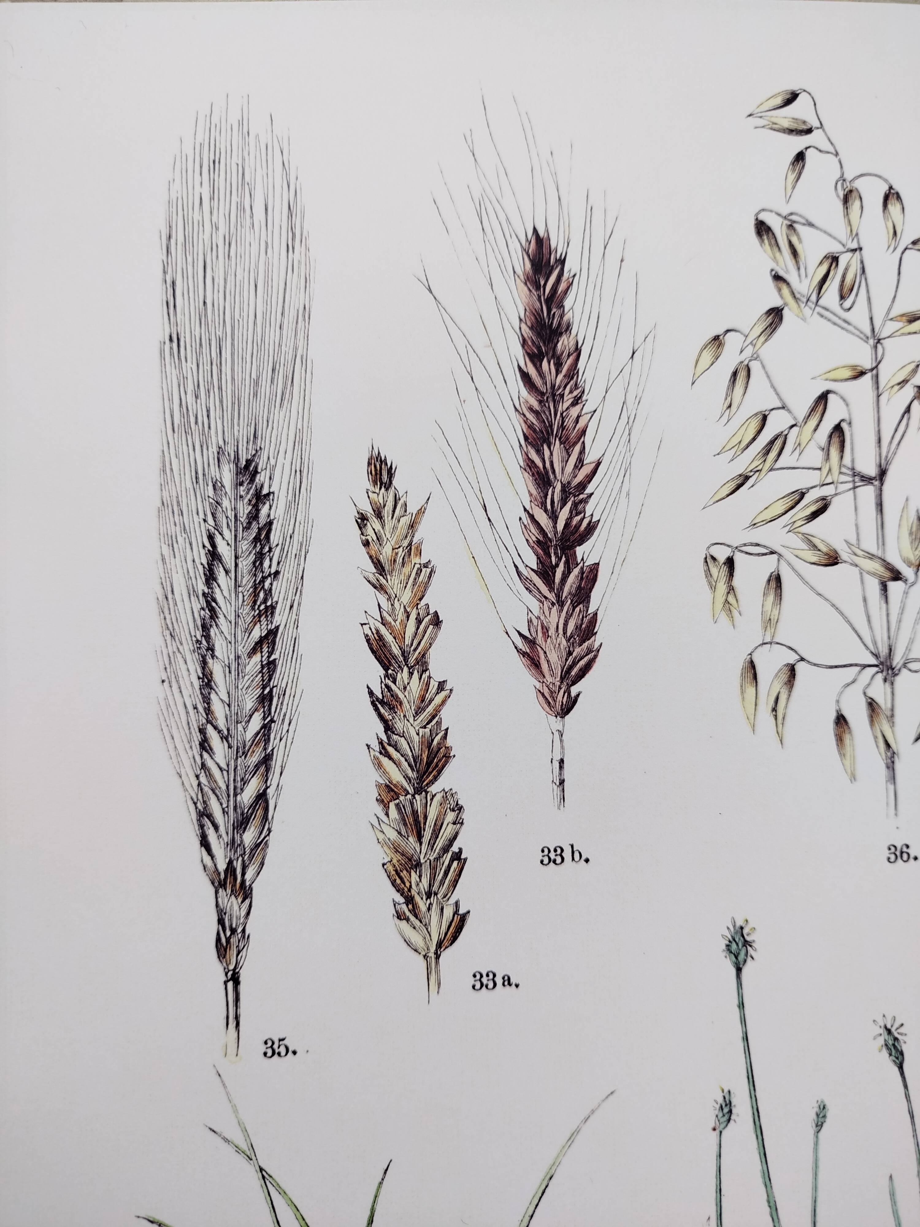 Plant poster based on an 1881 engraving "wheat"