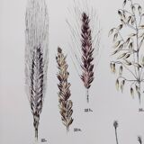 Plant poster based on an 1881 engraving "wheat"