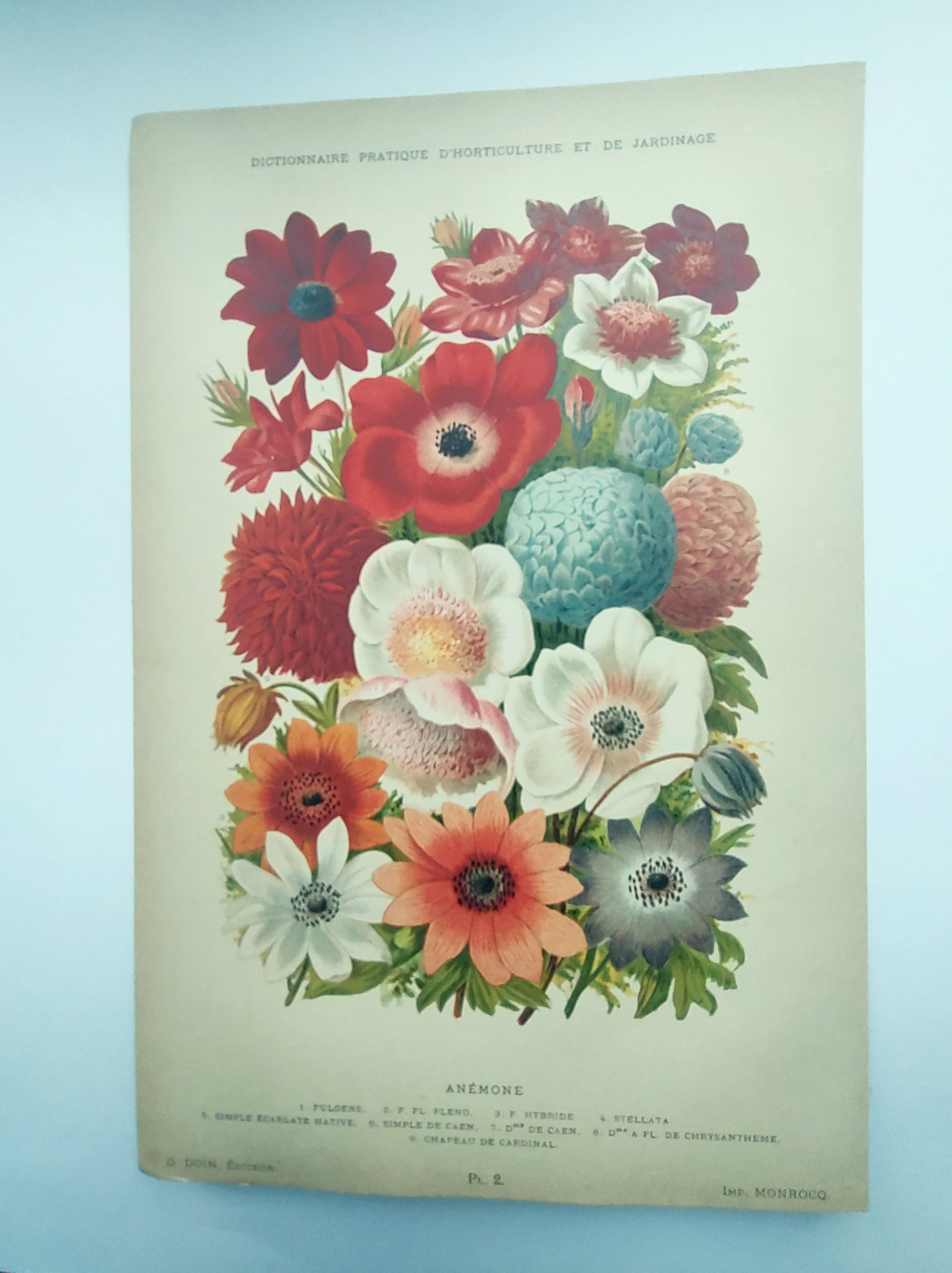 Botanical engraving from 1897 by A.Lefevre - Columbine - Old plate. Flower lithograph