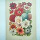 Botanical engraving from 1897 by A.Lefevre - Columbine - Old plate. Flower lithograph
